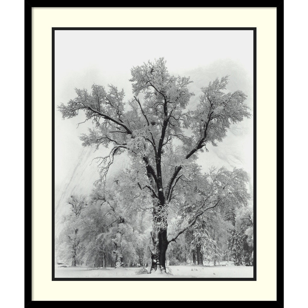 Impression encadrée « Chêne, tempête de neige, parc national de Yosemite - 1948 » par Ansel Adams, 68 x 81 cm