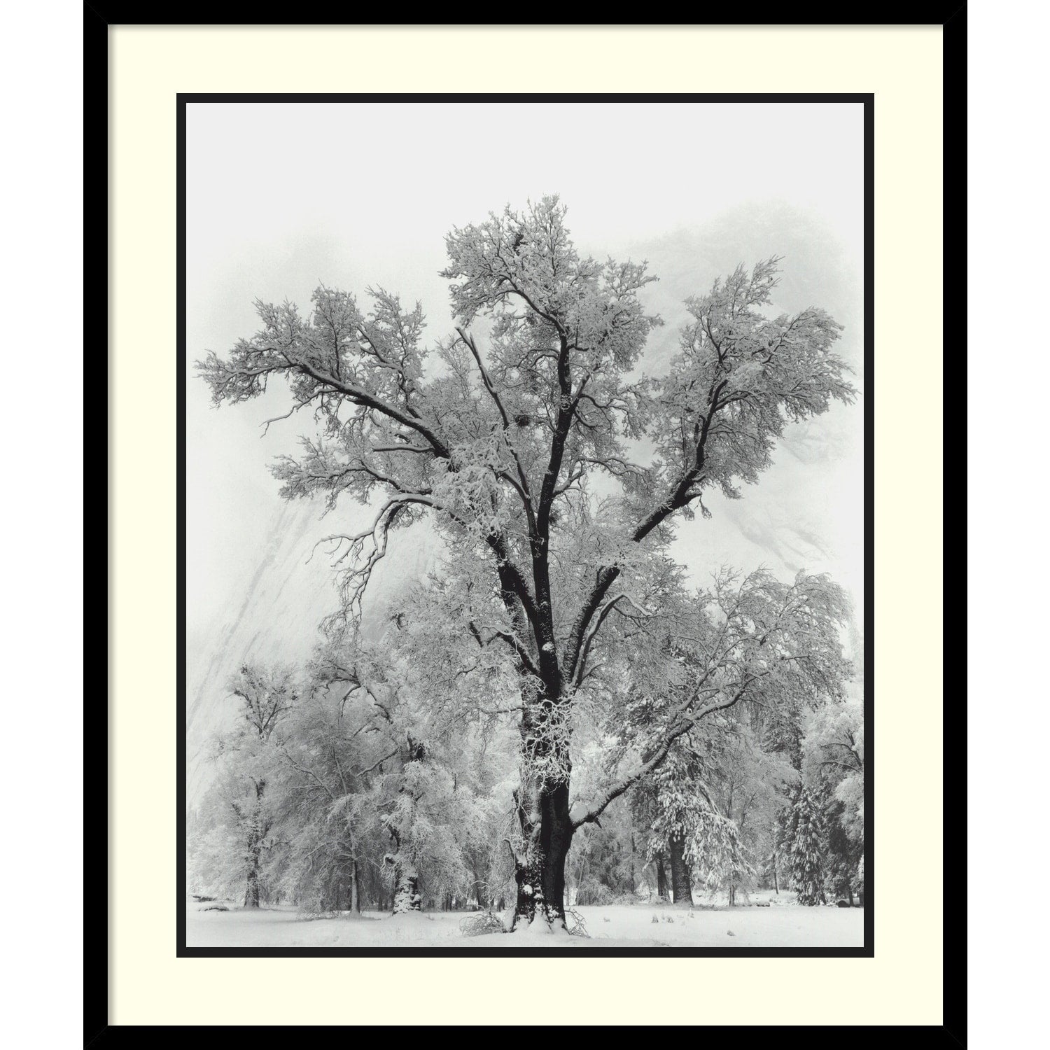 Impression encadrée « Chêne, tempête de neige, parc national de Yosemite - 1948 » par Ansel Adams, 68 x 81 cm